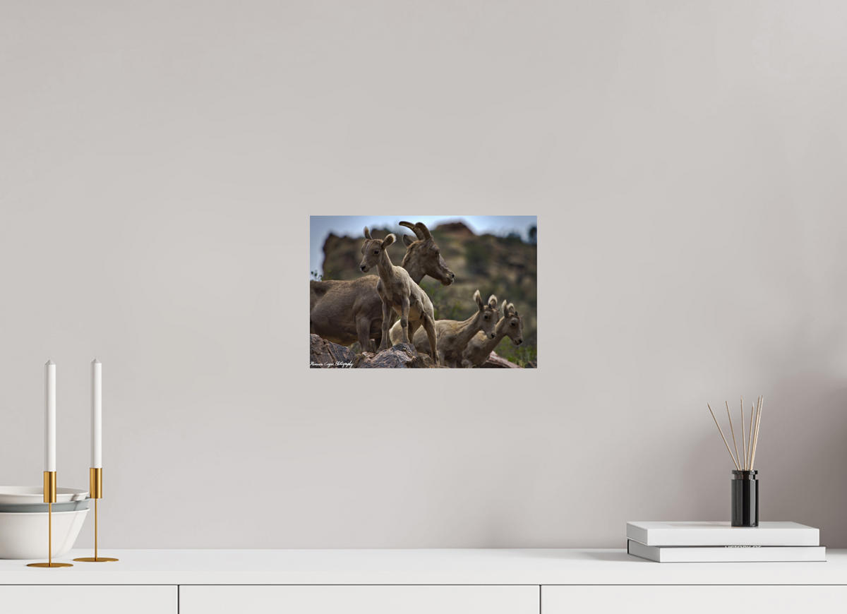 11.9 x 8″, ChromaLuxe Standard Bighorn Sheep Overlooking Waterton Canyon