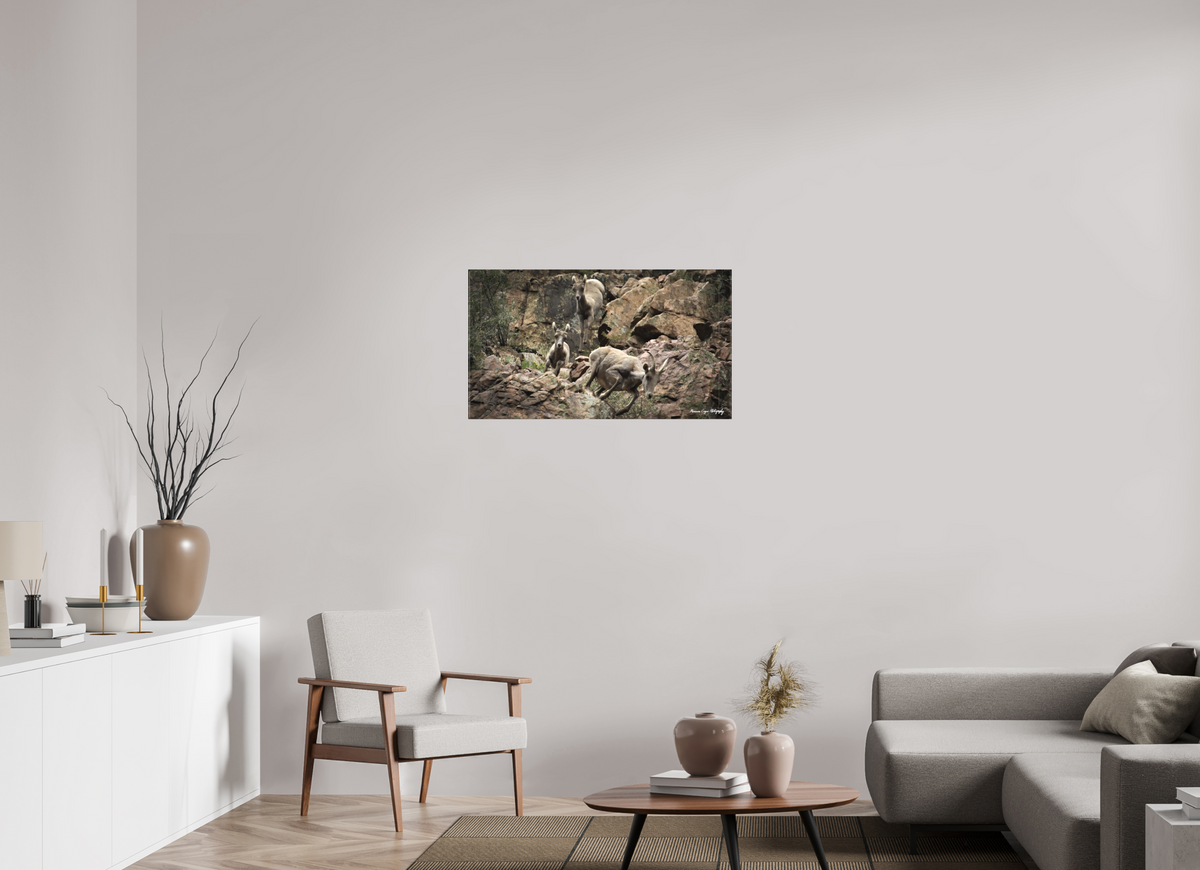 35.6 x 20″, Matte Canvas, without Frame Bighorn Sheep Leap Down Canyon Walls in Waterton