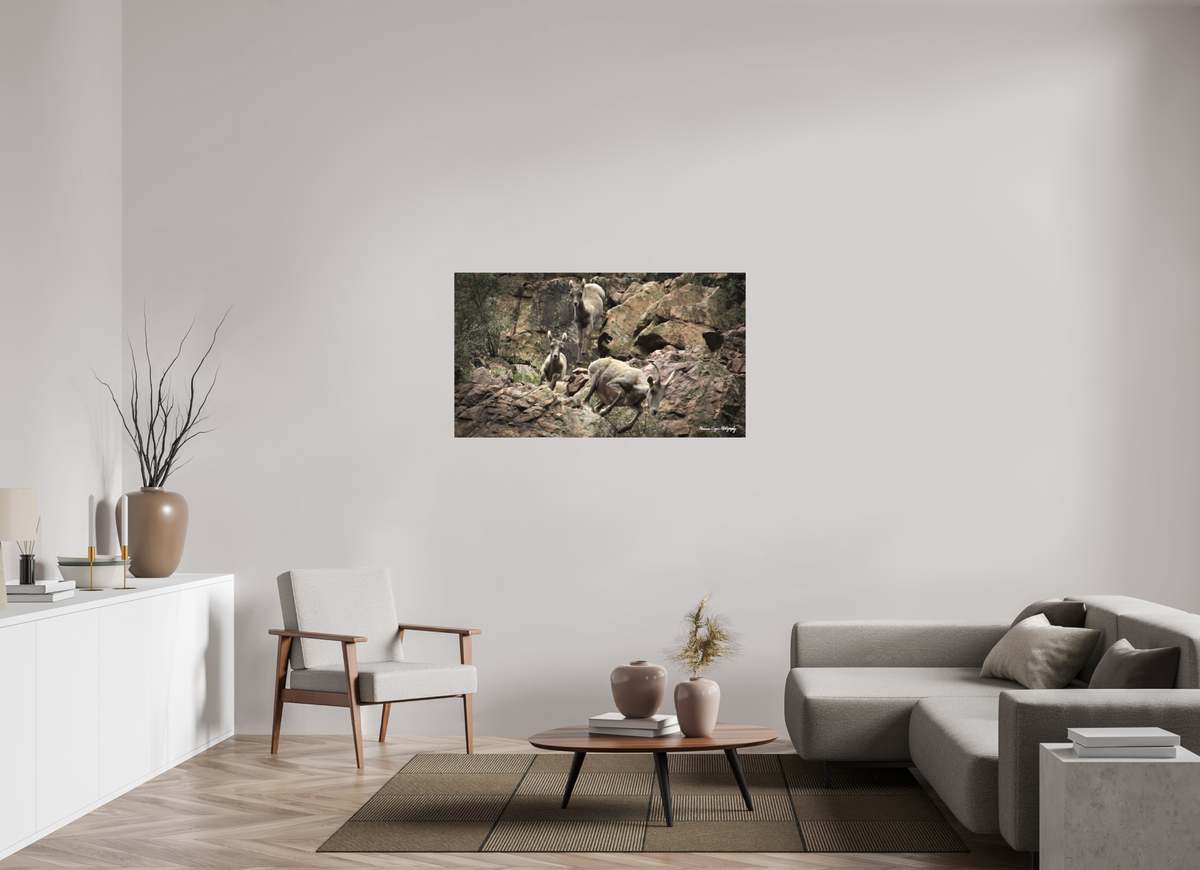 49.8 x 28″, Matte Canvas, without Frame Bighorn Sheep Leap Down Canyon Walls in Waterton