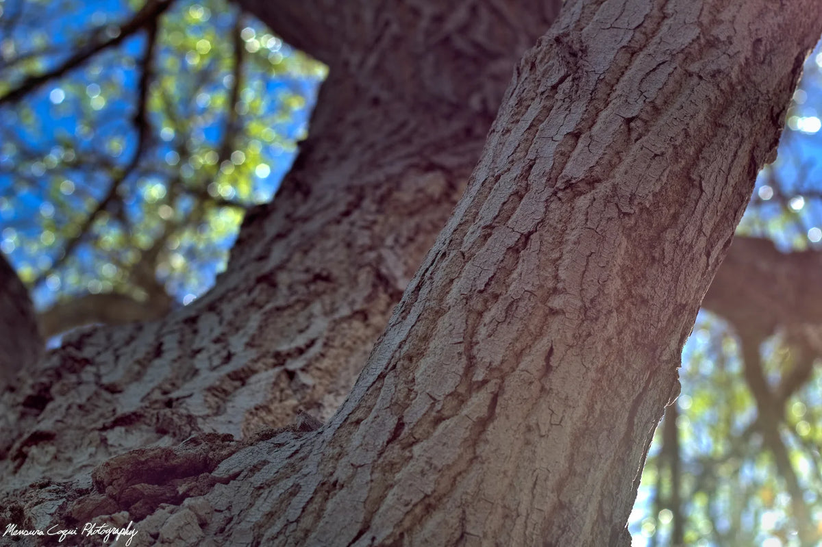Main image Cottonwood at Challenger Park