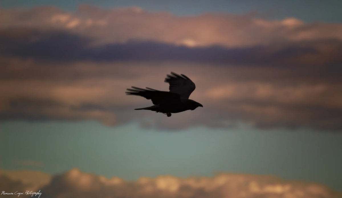 A bird in silhouette flying against a dramatic cloudy sky with warm peach and purple tones.