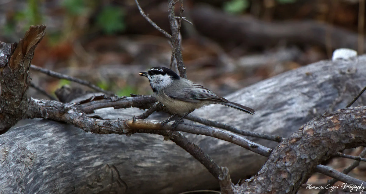Main image Mountain Chickadee near Gem Lake