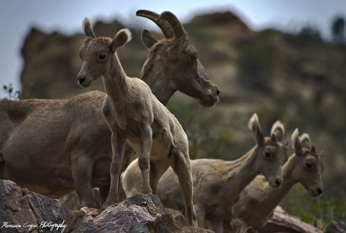 A herd of bighorn sheep or mountain goats standing on rocky terrain with a blurred rocky hillside and sky in the background.