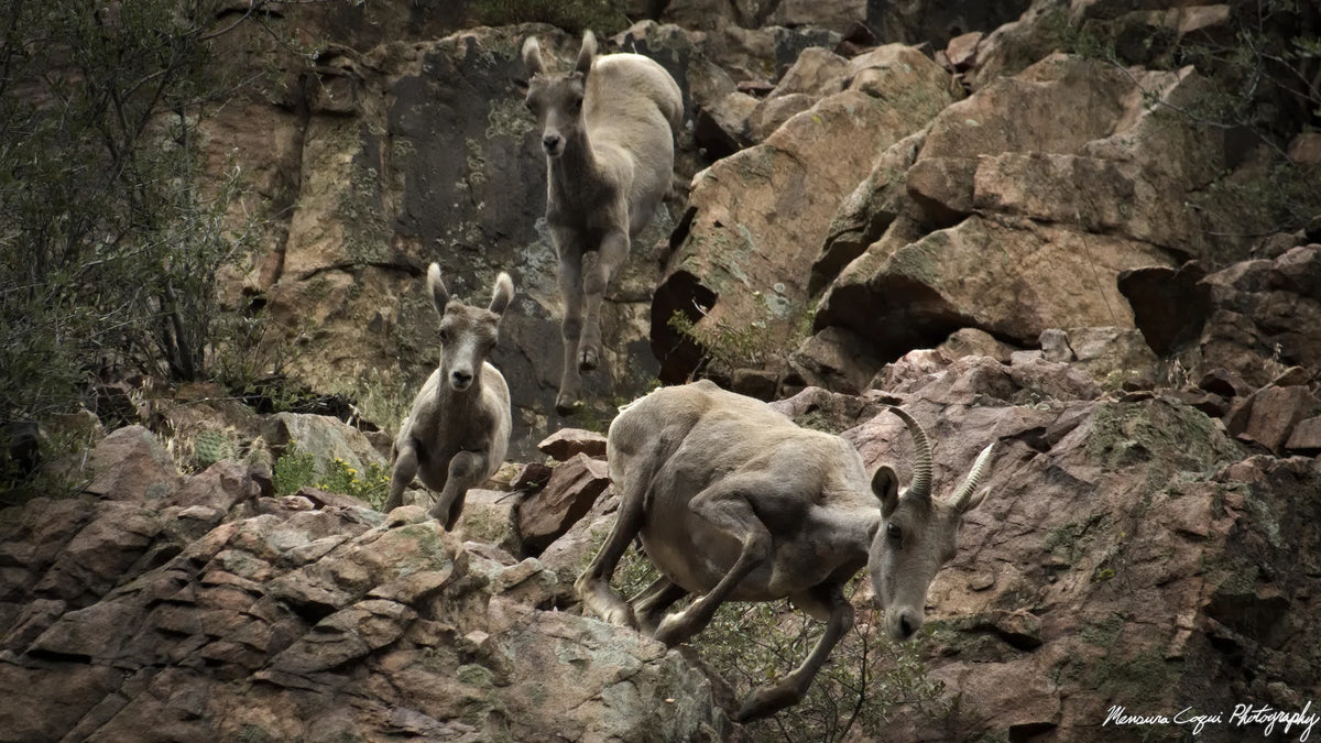 Three bighorn sheep or wild sheep climbing a steep rocky mountainside, with sparse shrubs visible in the background. The animals have light gray-brown wool and curved horns.