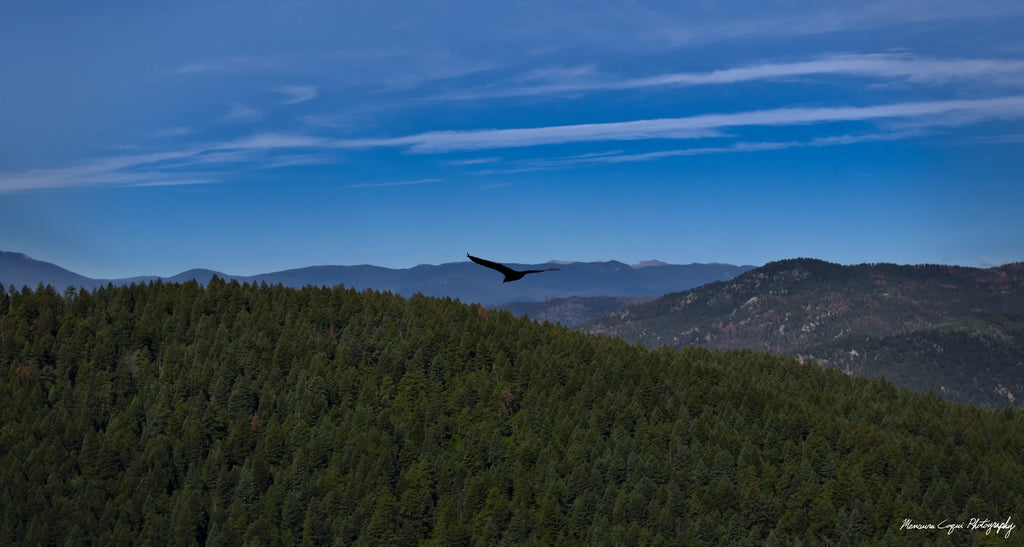 Bird Soars Over Forest Behind Carpenter's Peak