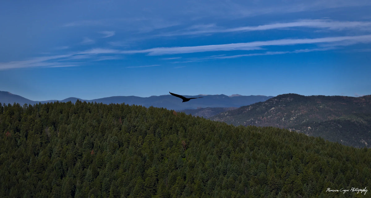 Bird Soars Over Forest Behind Carpenter's Peak
