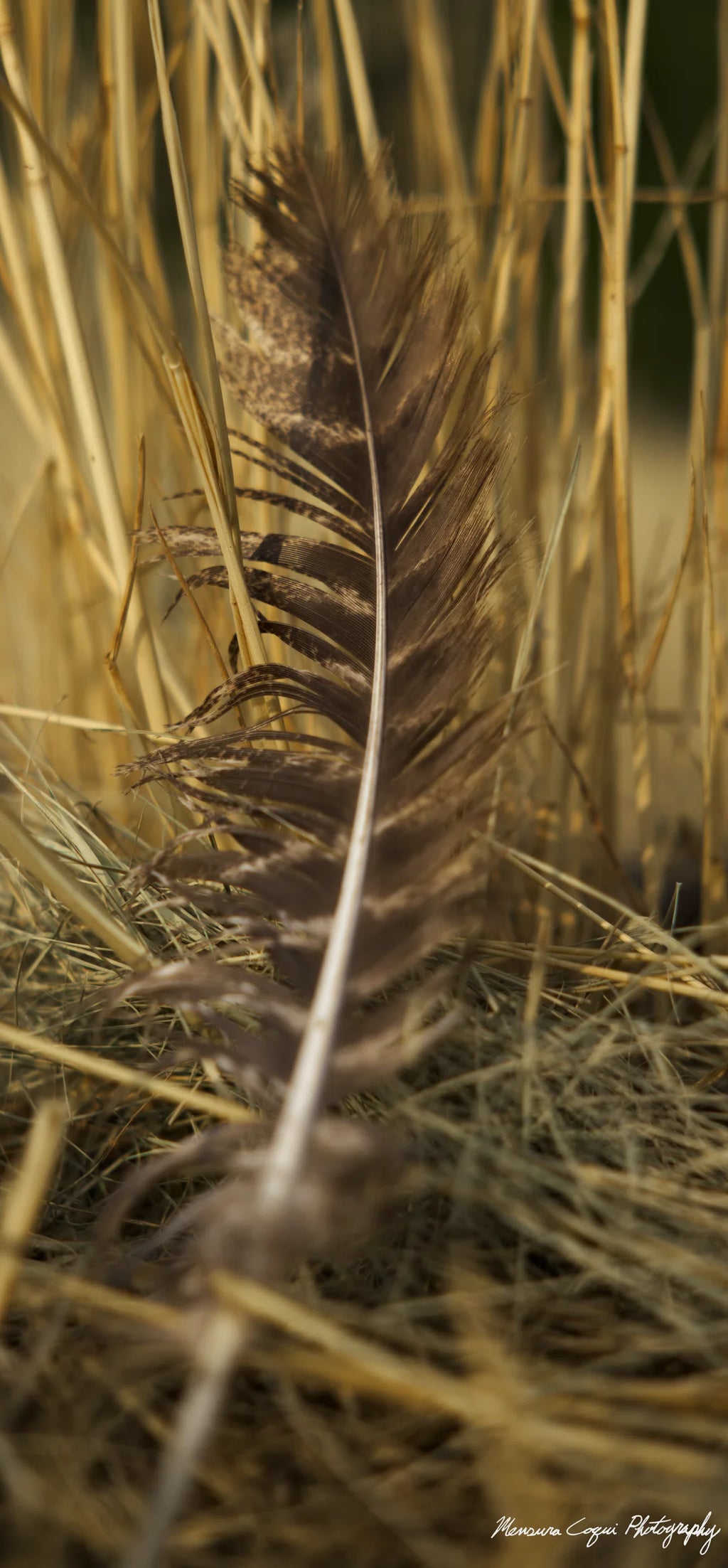 Feather Lost in Grass at Chatfield State Park