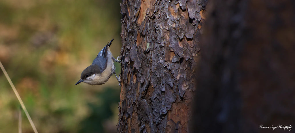 Chickadee in Lost Canyon Ranch