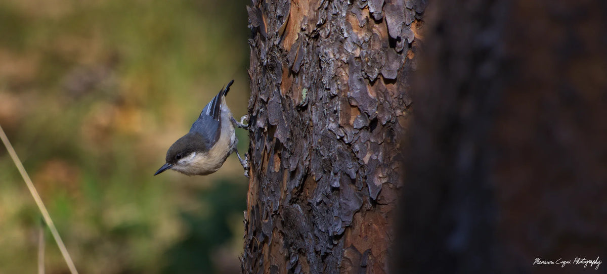 Chickadee in Lost Canyon Ranch