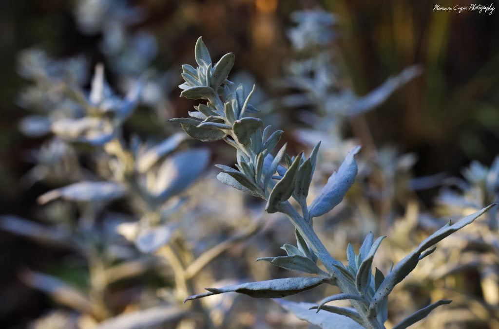 Silver Sagebrush in Deer Creek Canyon, Sunrise