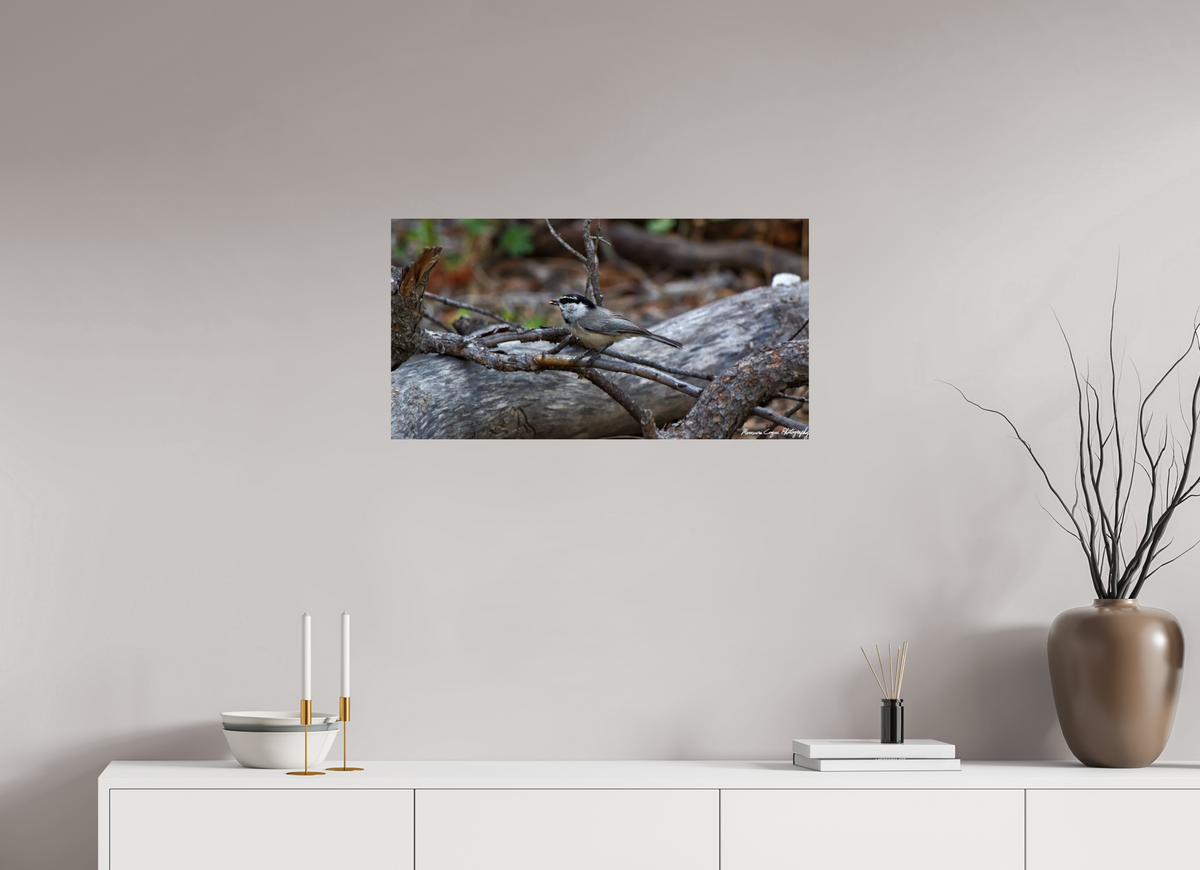 30.2 x 16″, ChromaLuxe Standard Mountain Chickadee near Gem Lake
