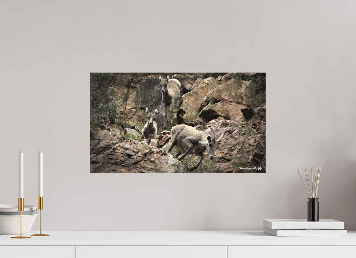 21.3 x 12″, Matte Canvas, without Frame Bighorn Sheep Leap Down Canyon Walls in Waterton