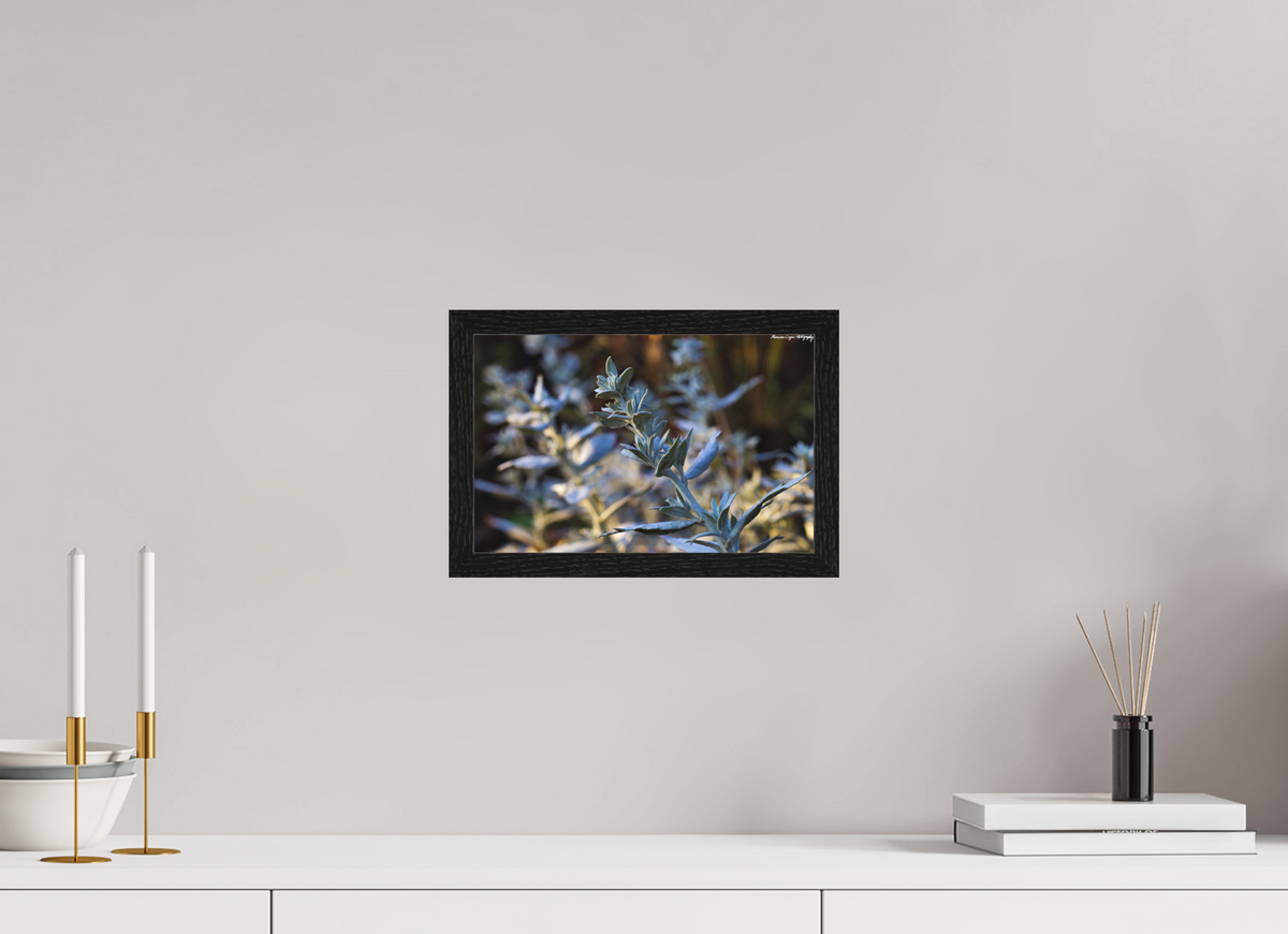 12.1 x 8″, Matte Acrylic Glass in Hamburg Frame (Black Oak) Silver Sagebrush in Deer Creek Canyon, Sunrise