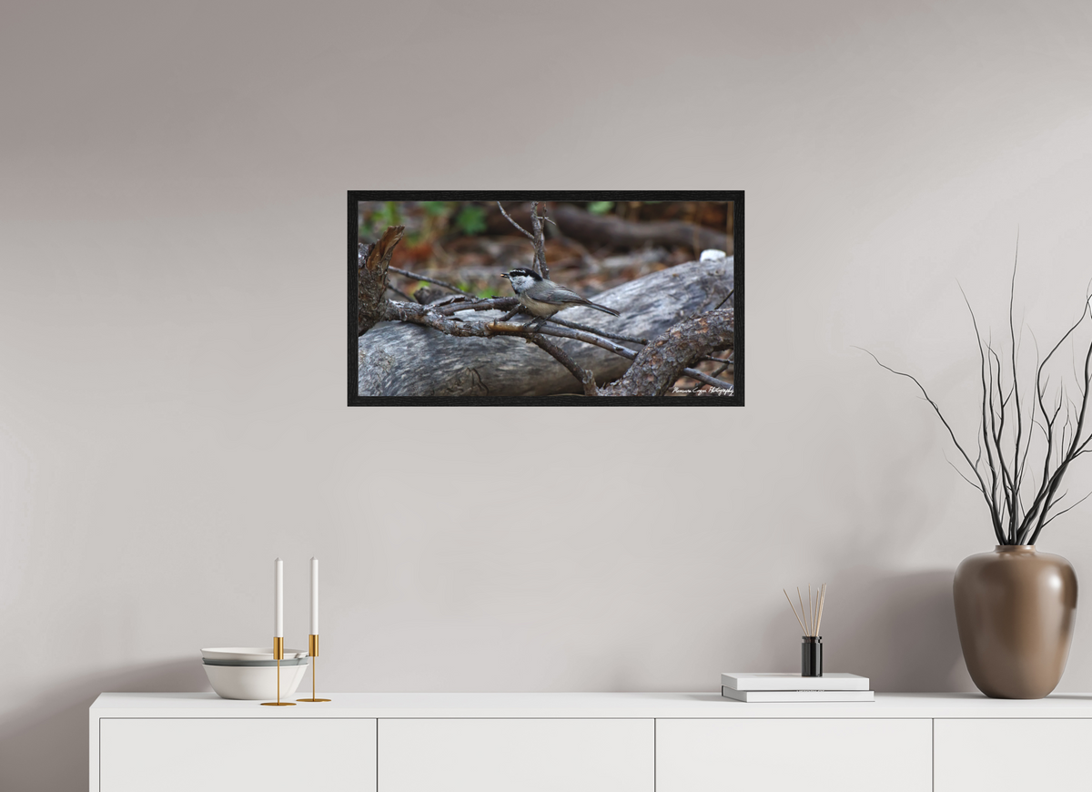 30.2 x 16″, Matte Acrylic Glass in Hamburg Frame (Black Oak) Mountain Chickadee near Gem Lake