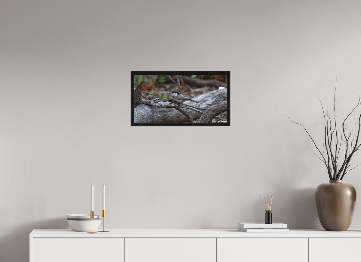 22.7 x 12″, Matte Acrylic Glass in Hamburg Frame (Black Oak) Mountain Chickadee near Gem Lake