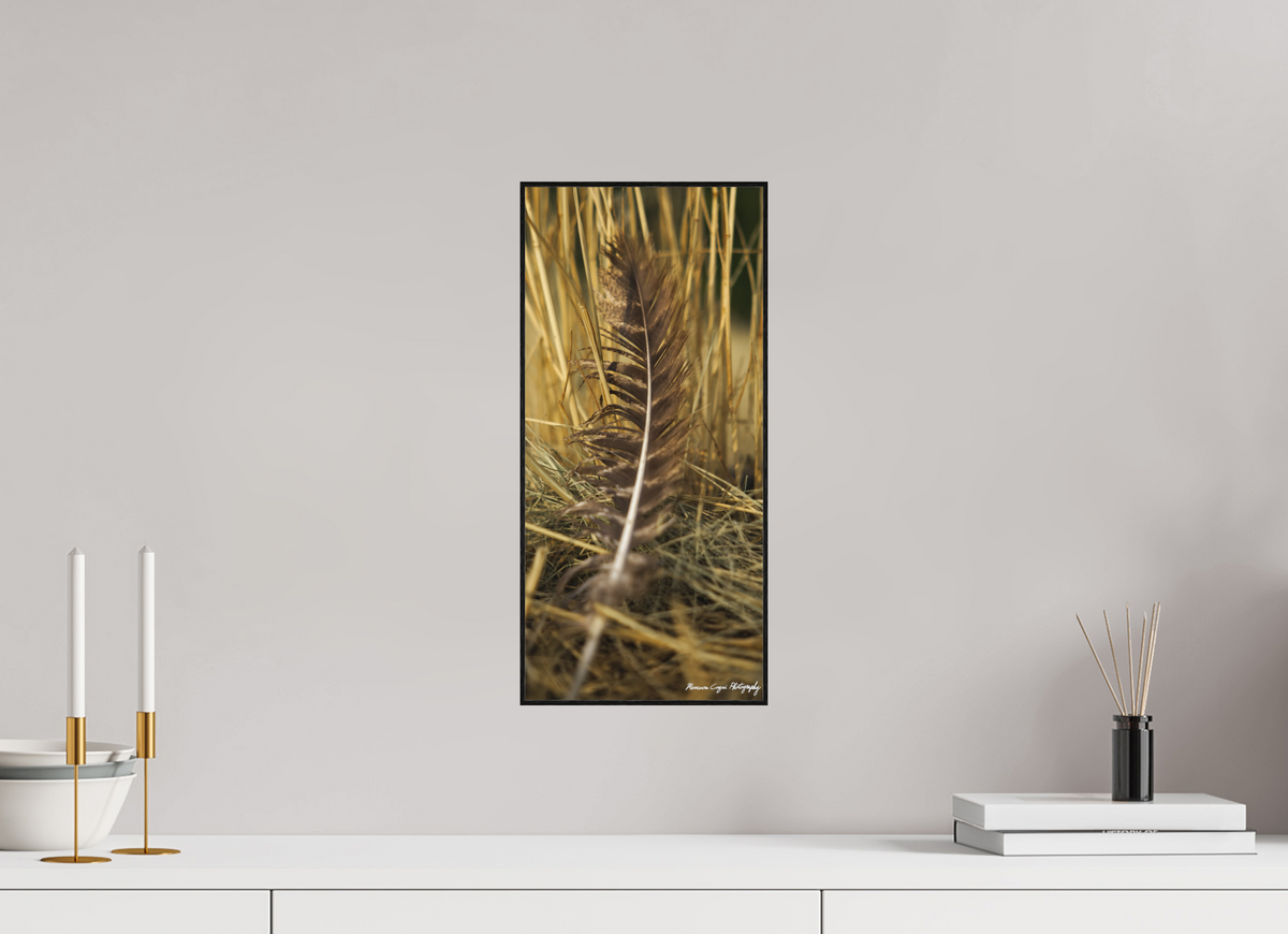 8 x 17.2″, Matte Acrylic Glass in ArtBox Wood Frame (Black Oak) Feather Lost in Grass at Chatfield State Park