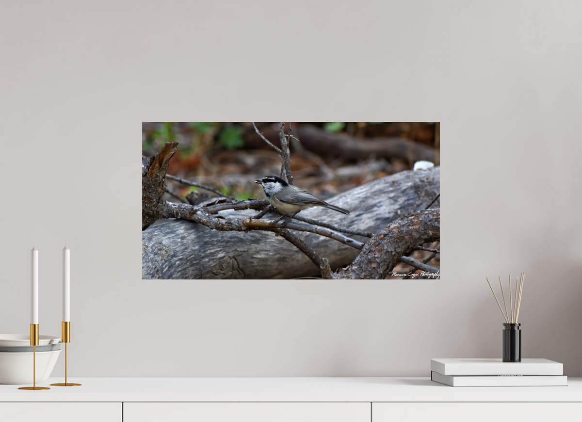 22.7 x 12″, ChromaLuxe Standard Mountain Chickadee near Gem Lake