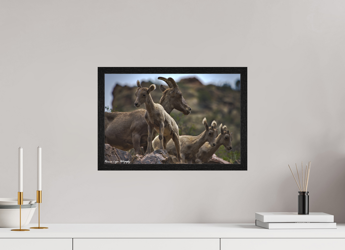 17.8 x 12″, Matte Acrylic Glass in Hamburg Frame (Black Oak) Bighorn Sheep Overlooking Waterton Canyon