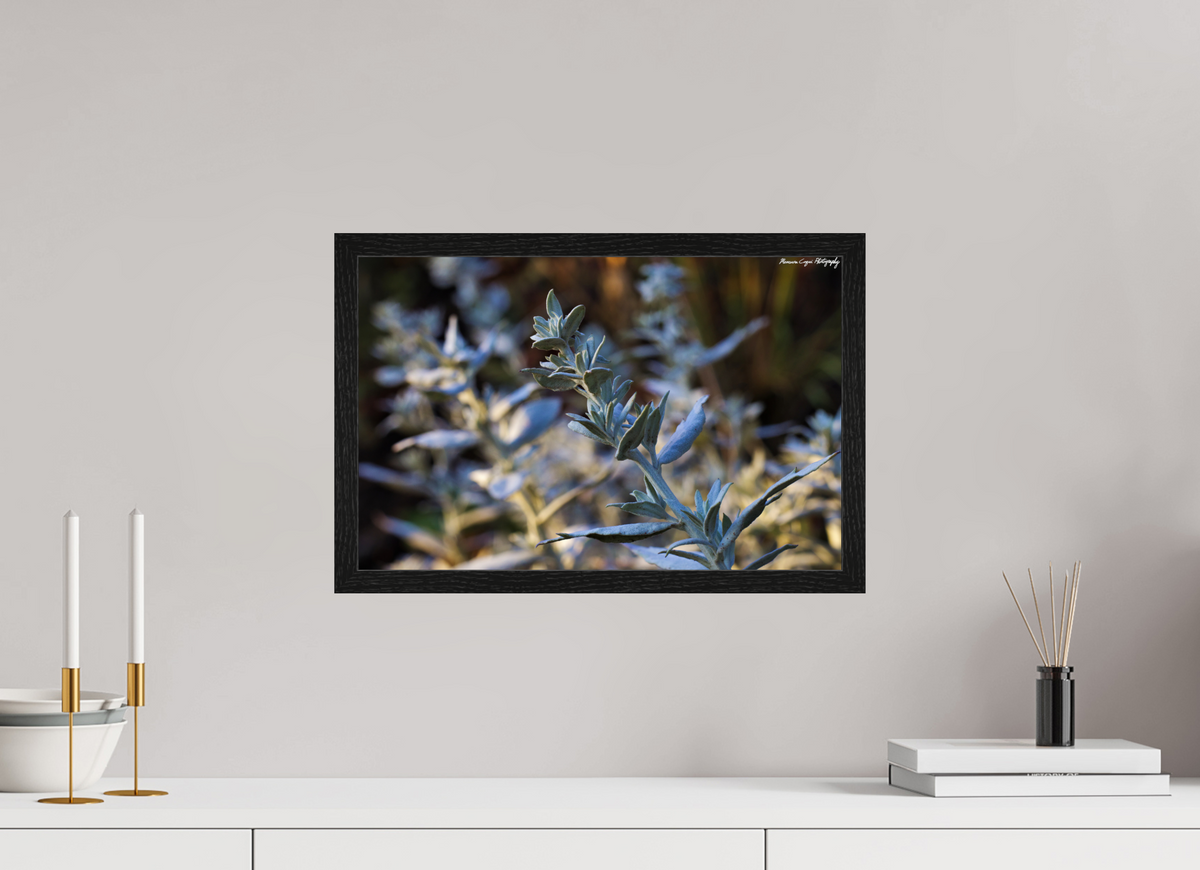 18.2 x 12″, Glossy Acrylic Glass in Hamburg Frame (Black Oak) Silver Sagebrush in Deer Creek Canyon, Sunrise