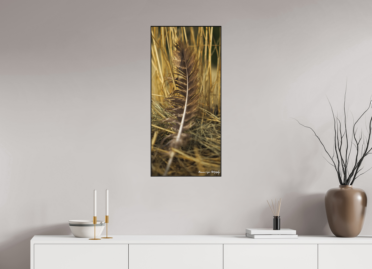 16 x 34.5″, Matte Acrylic Glass in ArtBox Wood Frame (Black Oak) Feather Lost in Grass at Chatfield State Park