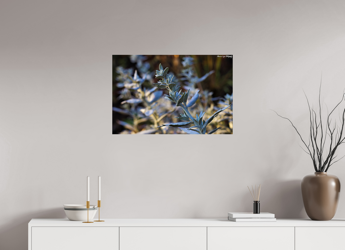 30.3 x 20″, ChromaLuxe HD Metal Print Silver Sagebrush in Deer Creek Canyon, Sunrise