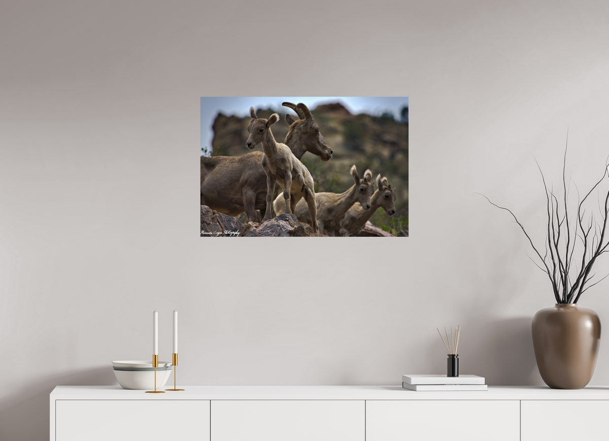 29.7 x 20″, ChromaLuxe Standard Bighorn Sheep Overlooking Waterton Canyon