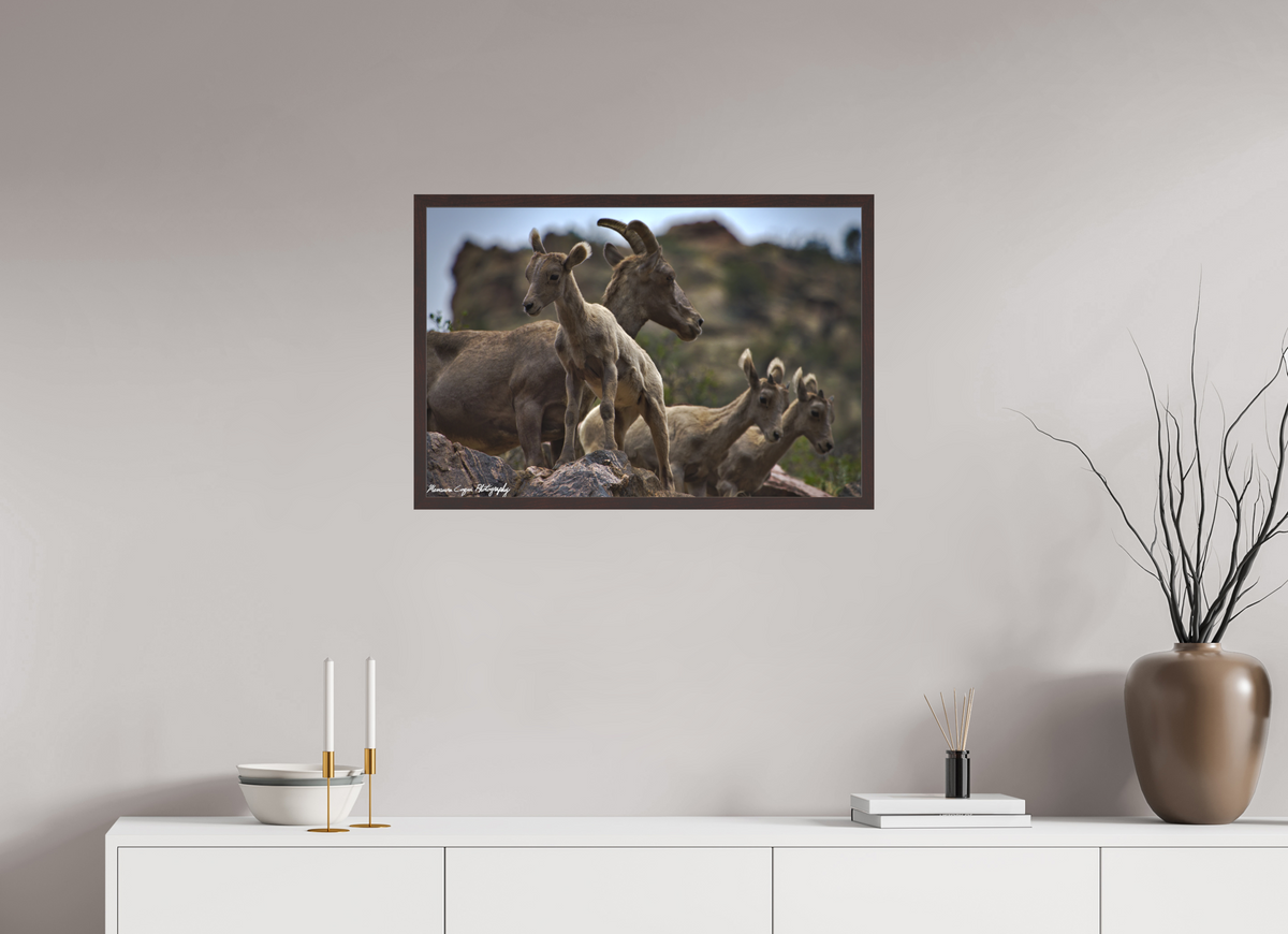 29.7 x 20″, Matte Acrylic Glass in Hamburg Frame (Alder Brown) Bighorn Sheep Overlooking Waterton Canyon