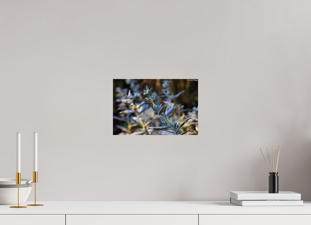 12.1 x 8″, ChromaLuxe HD Metal Print Silver Sagebrush in Deer Creek Canyon, Sunrise
