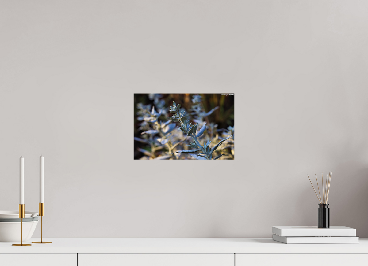 12.1 x 8″, ChromaLuxe HD Metal Print Silver Sagebrush in Deer Creek Canyon, Sunrise