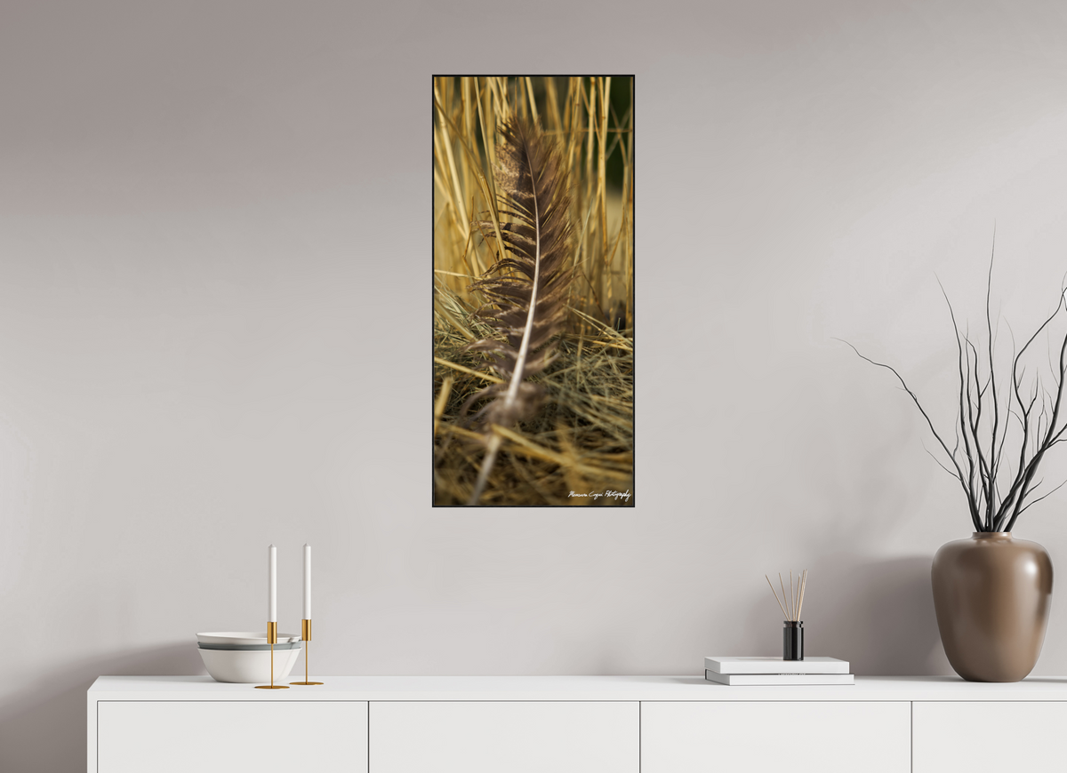 16 x 34.5″, Glossy Acrylic Glass in ArtBox Wood Frame (Black Oak) Feather Lost in Grass at Chatfield State Park