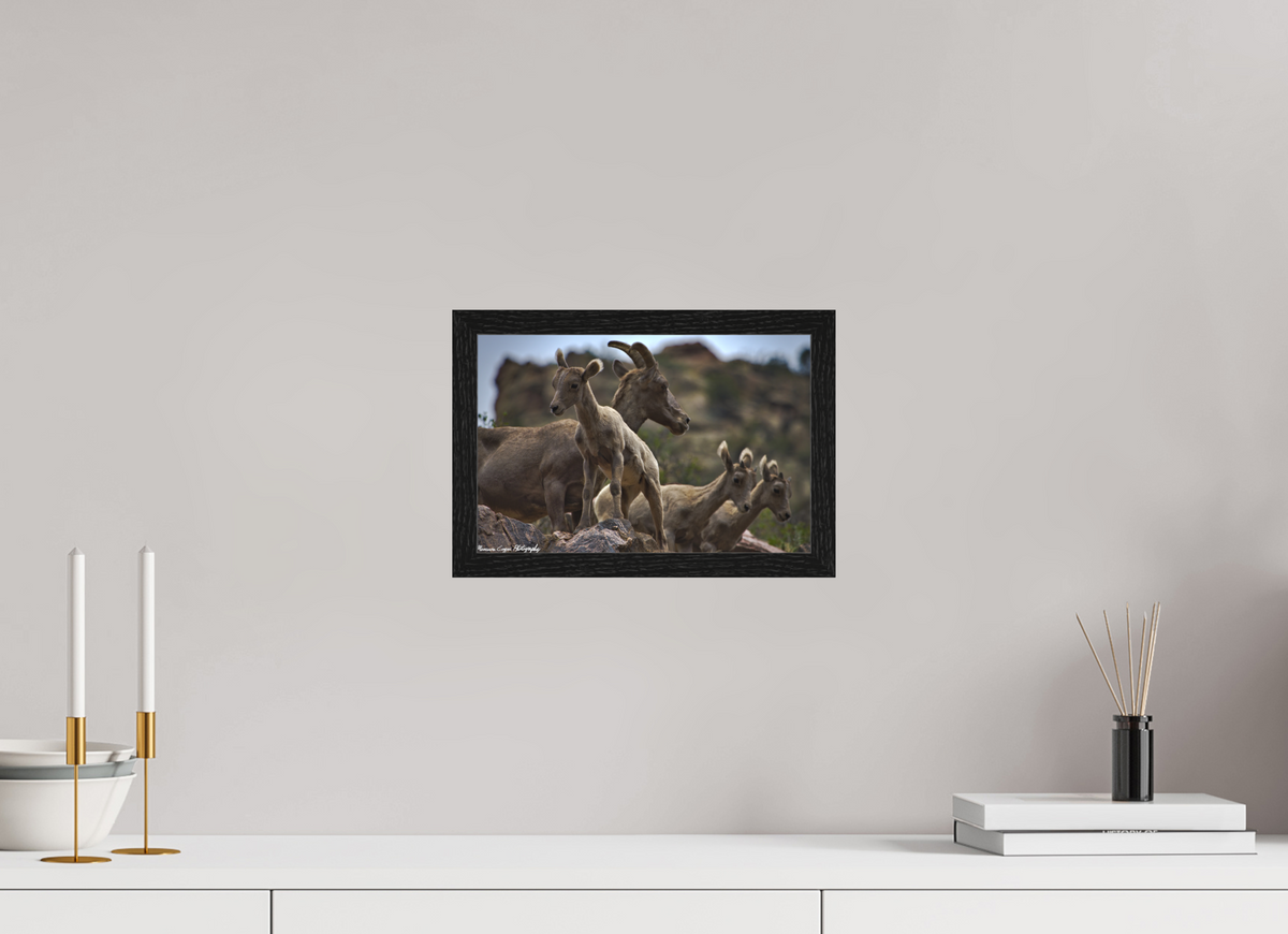 11.9 x 8″, Matte Acrylic Glass in Hamburg Frame (Black Oak) Bighorn Sheep Overlooking Waterton Canyon