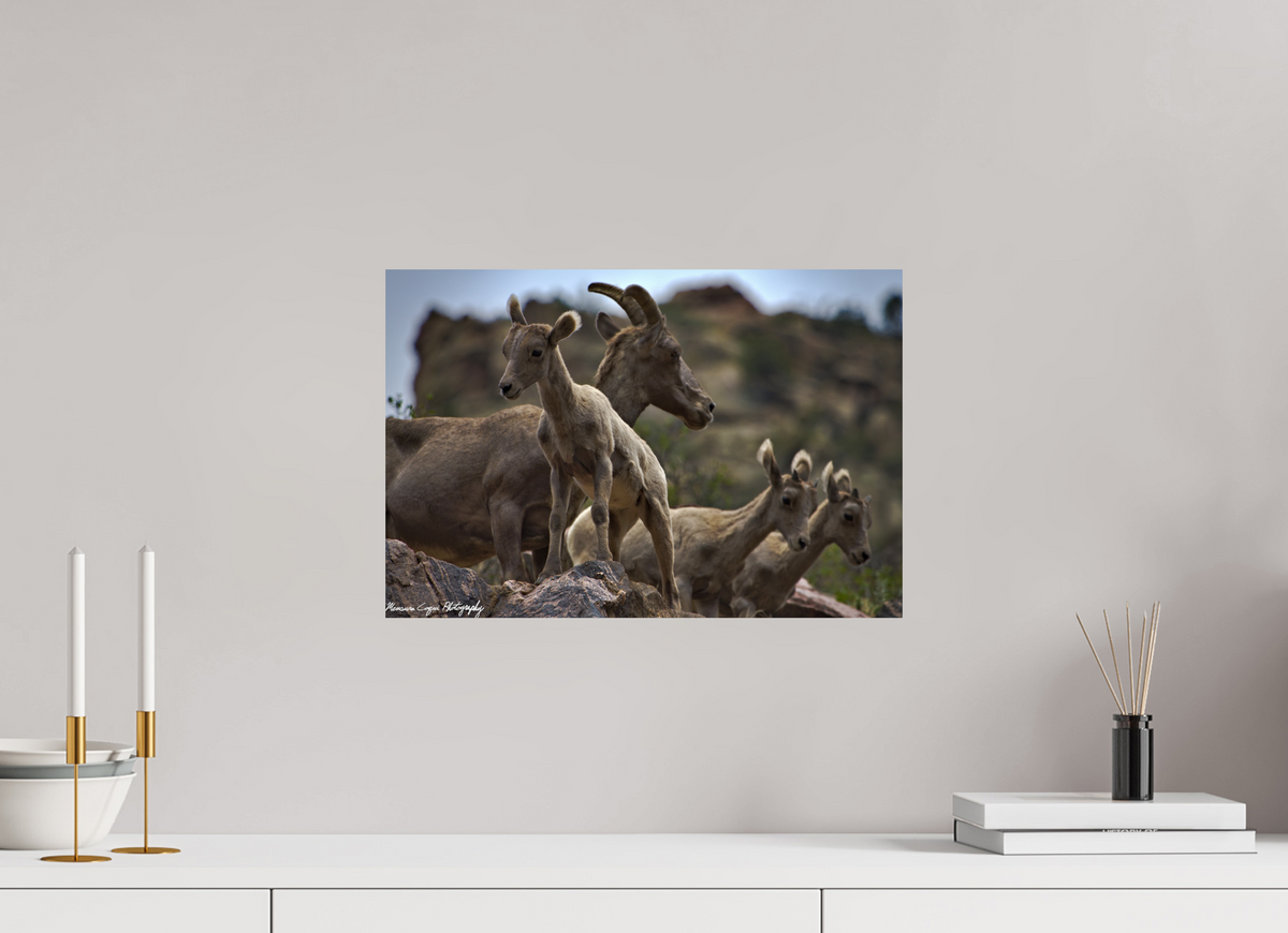 17.8 x 12″, ChromaLuxe Standard Bighorn Sheep Overlooking Waterton Canyon