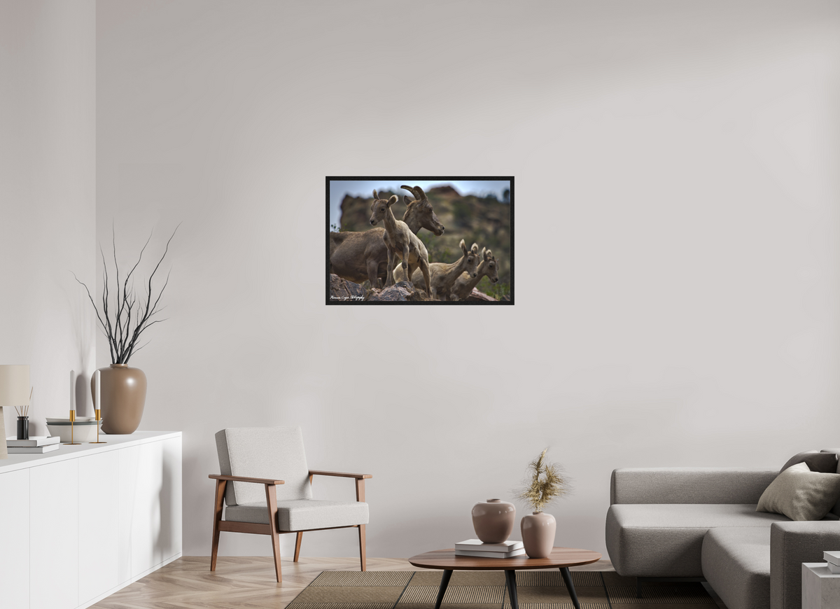 35.6 x 24″, Matte Acrylic Glass in Hamburg Frame (Black Oak) Bighorn Sheep Overlooking Waterton Canyon