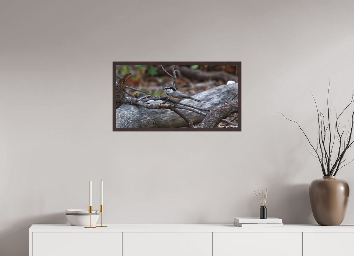 30.2 x 16″, Matte Acrylic Glass in Hamburg Frame (Alder Brown) Mountain Chickadee near Gem Lake