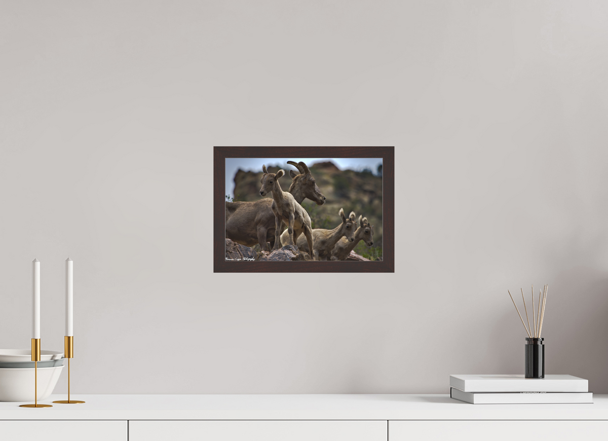 11.9 x 8″, Matte Acrylic Glass in Hamburg Frame (Alder Brown) Bighorn Sheep Overlooking Waterton Canyon