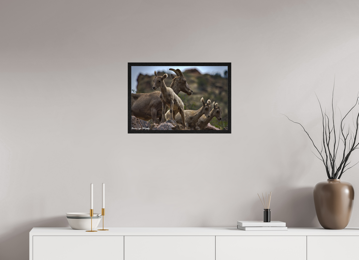 23.7 x 16″, Glossy Acrylic Glass in Hamburg Frame (Black Oak) Bighorn Sheep Overlooking Waterton Canyon