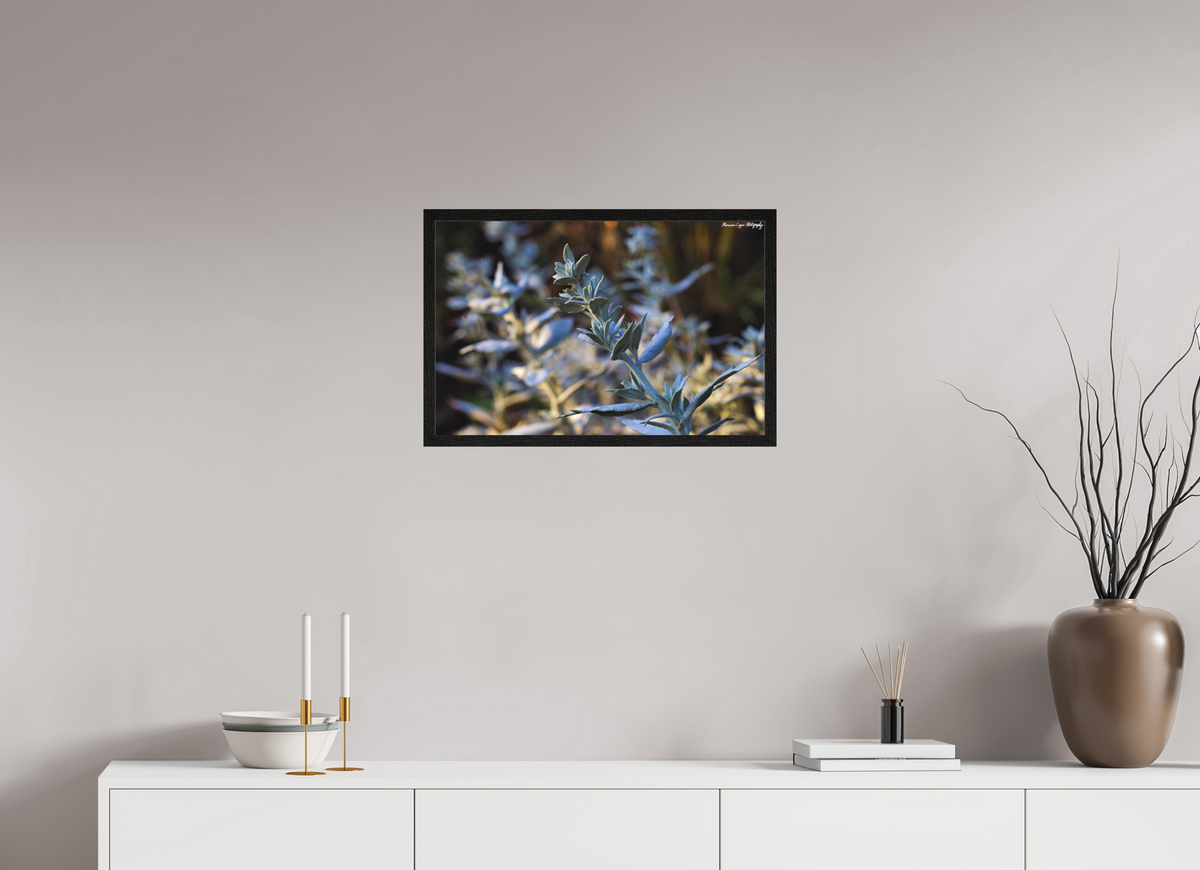 24.3 x 16″, Matte Acrylic Glass in Hamburg Frame (Black Oak) Silver Sagebrush in Deer Creek Canyon, Sunrise