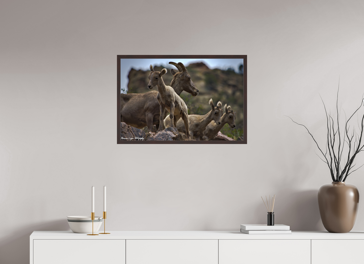 29.7 x 20″, Glossy Acrylic Glass in Hamburg Frame (Alder Brown) Bighorn Sheep Overlooking Waterton Canyon