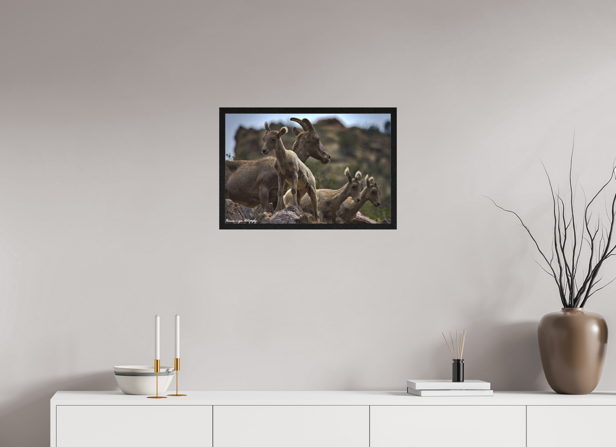 23.7 x 16″, Matte Acrylic Glass in Hamburg Frame (Black Oak) Bighorn Sheep Overlooking Waterton Canyon