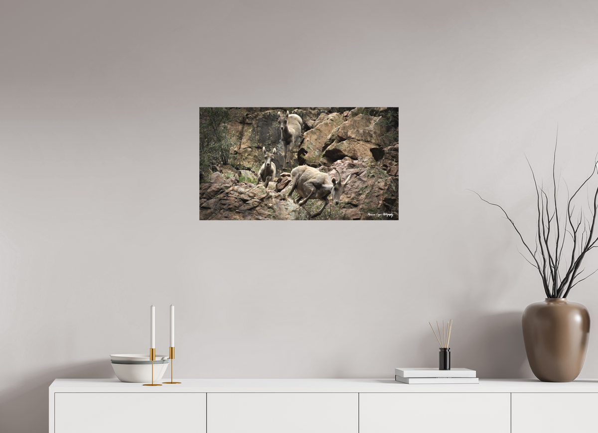 28.5 x 16″, Matte Canvas, without Frame Bighorn Sheep Leap Down Canyon Walls in Waterton