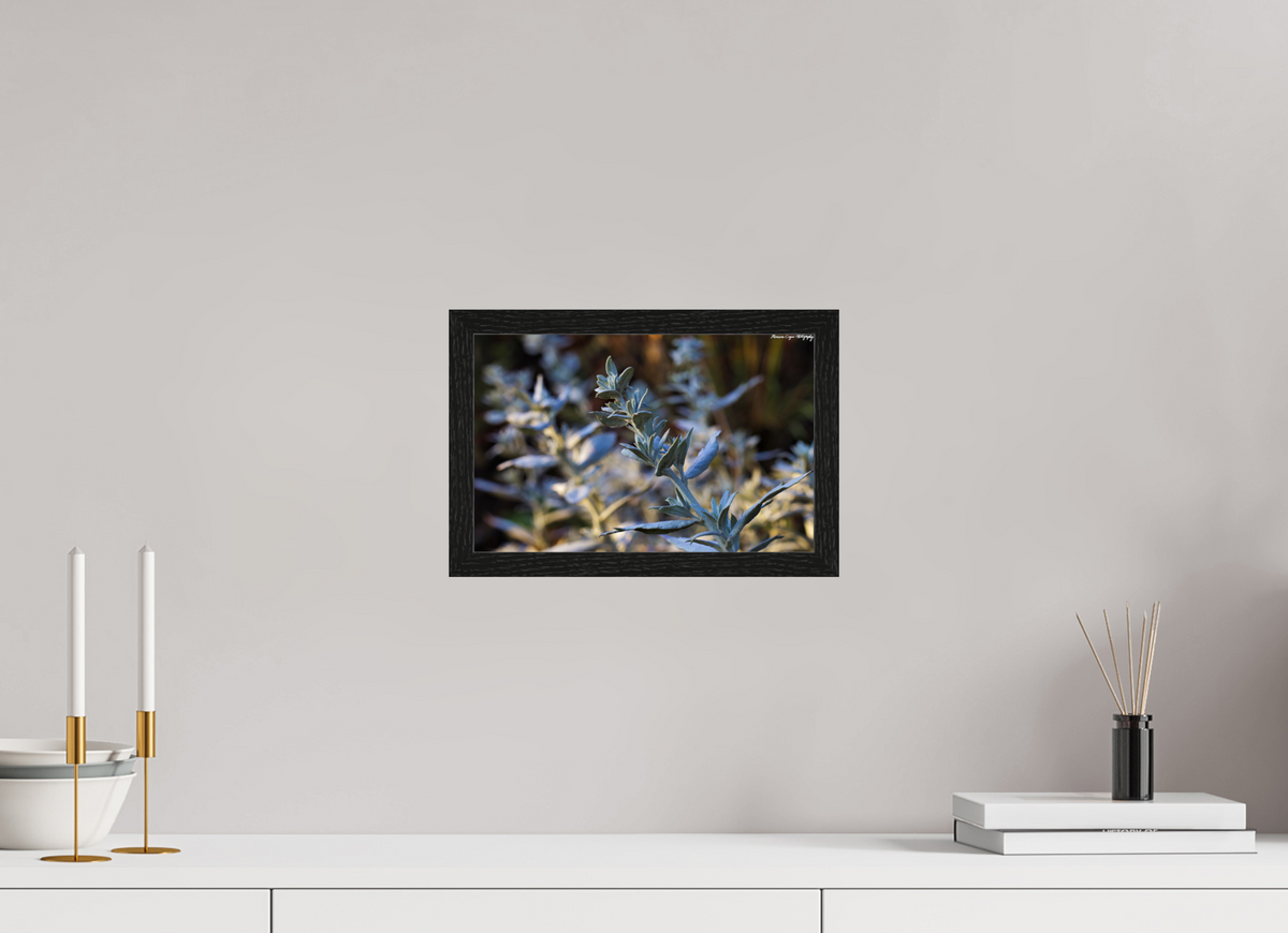 12.1 x 8″, Glossy Acrylic Glass in Hamburg Frame (Black Oak) Silver Sagebrush in Deer Creek Canyon, Sunrise