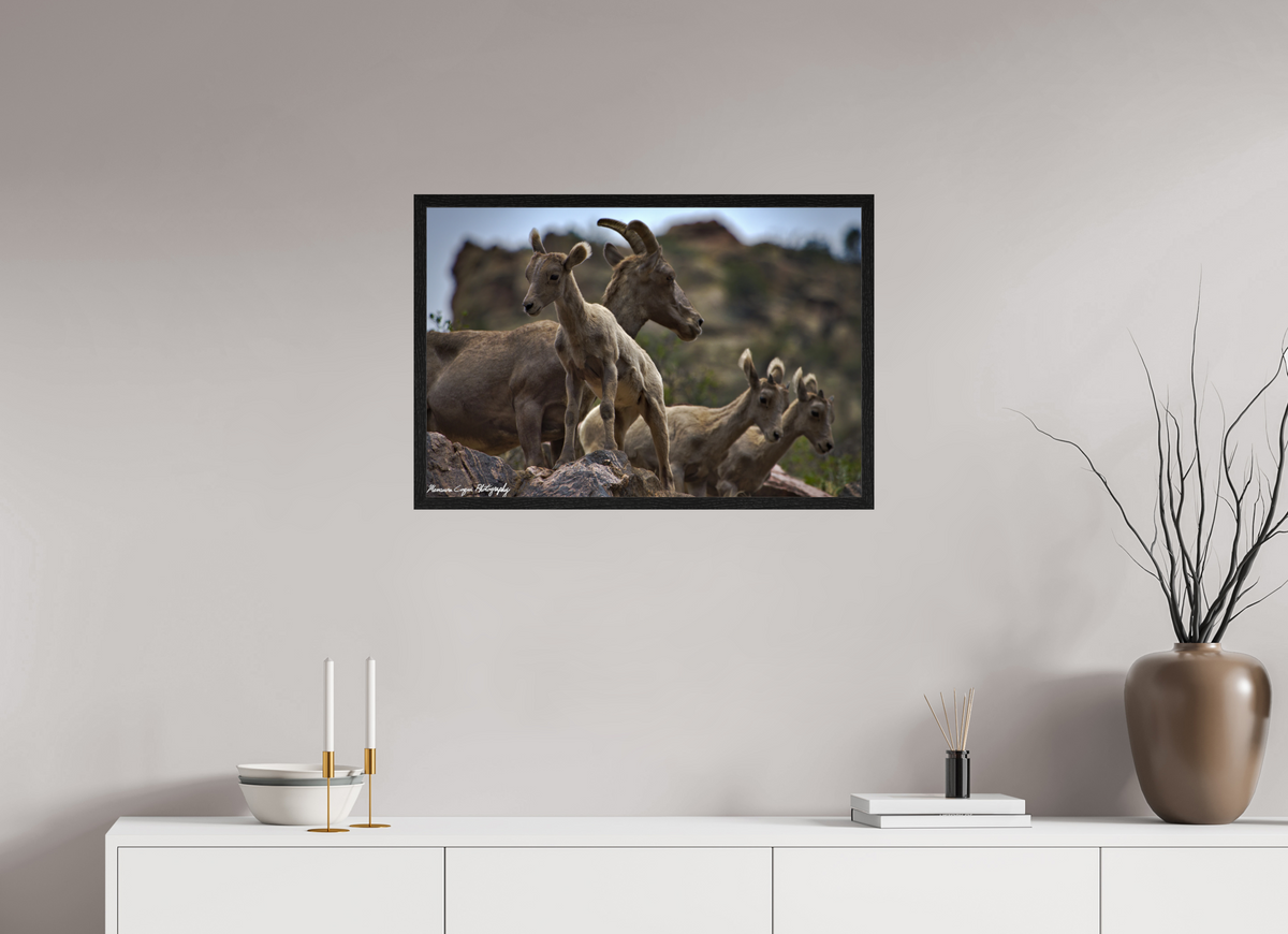 29.7 x 20″, Glossy Acrylic Glass in Hamburg Frame (Black Oak) Bighorn Sheep Overlooking Waterton Canyon
