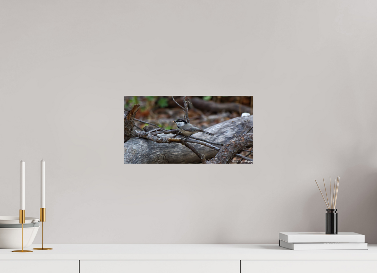 15.1 x 8″, ChromaLuxe Standard Mountain Chickadee near Gem Lake