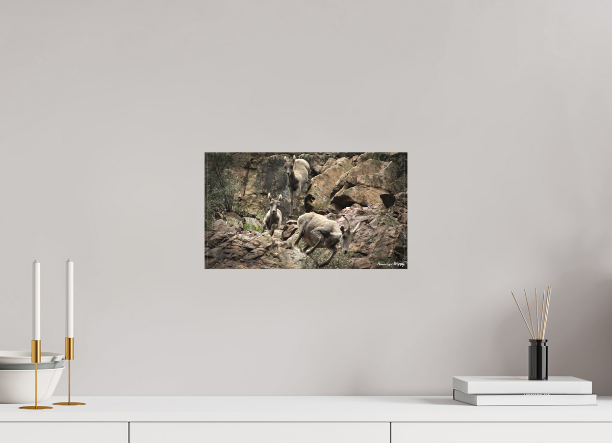 14.2 x 8″, Matte Canvas, without Frame Bighorn Sheep Leap Down Canyon Walls in Waterton