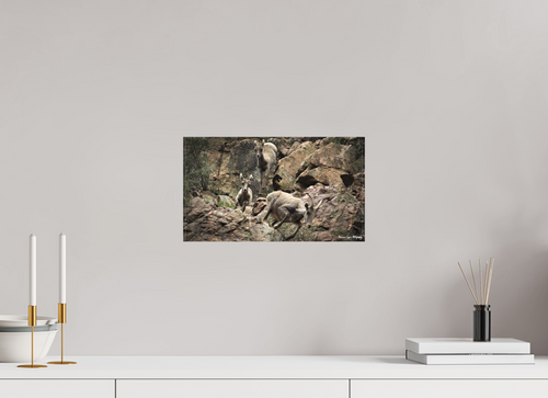 14.2 x 8″, Matte Canvas, without Frame Bighorn Sheep Leap Down Canyon Walls in Waterton