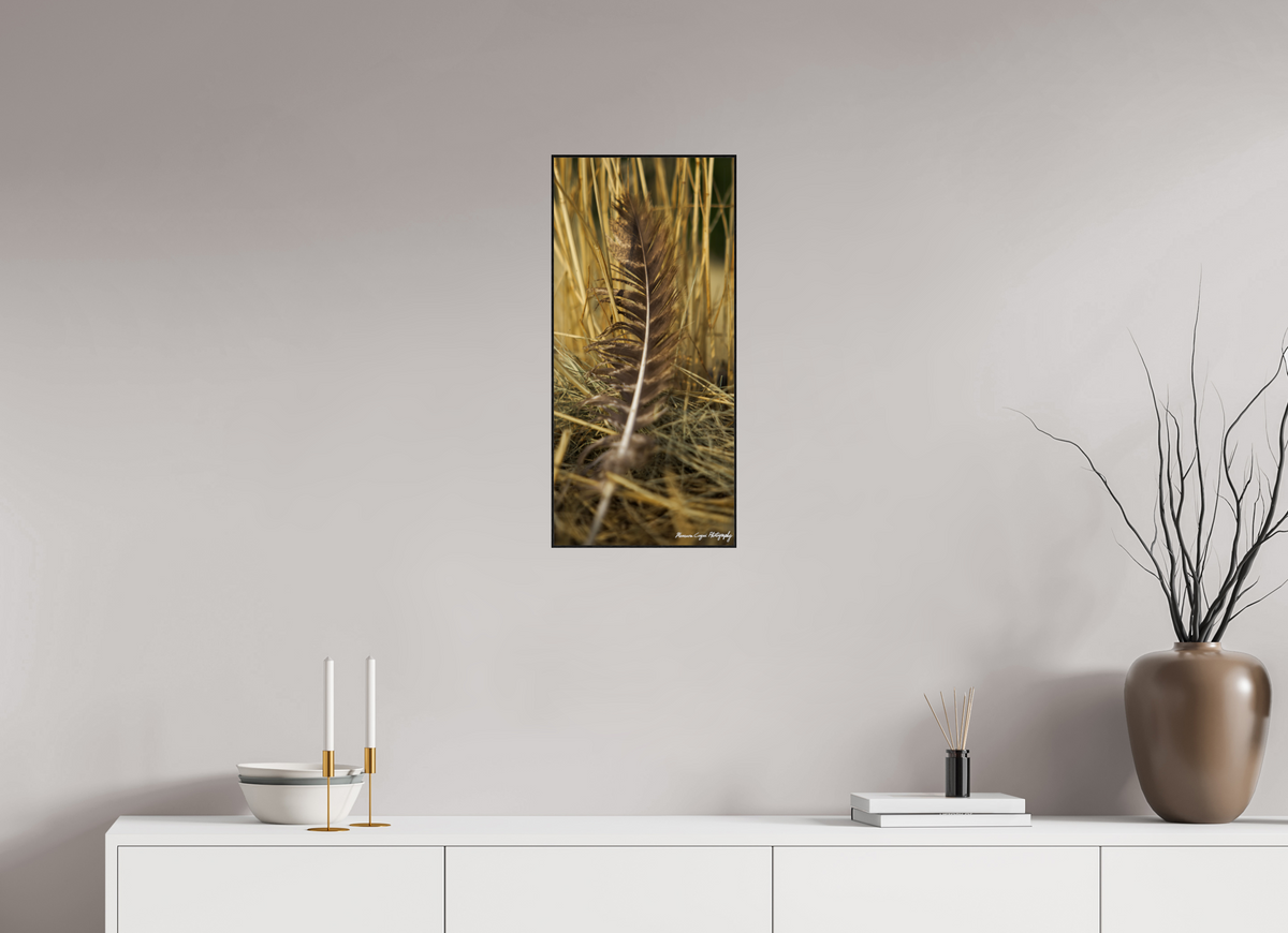 12 x 25.9″, Glossy Acrylic Glass in ArtBox Wood Frame (Black Oak) Feather Lost in Grass at Chatfield State Park