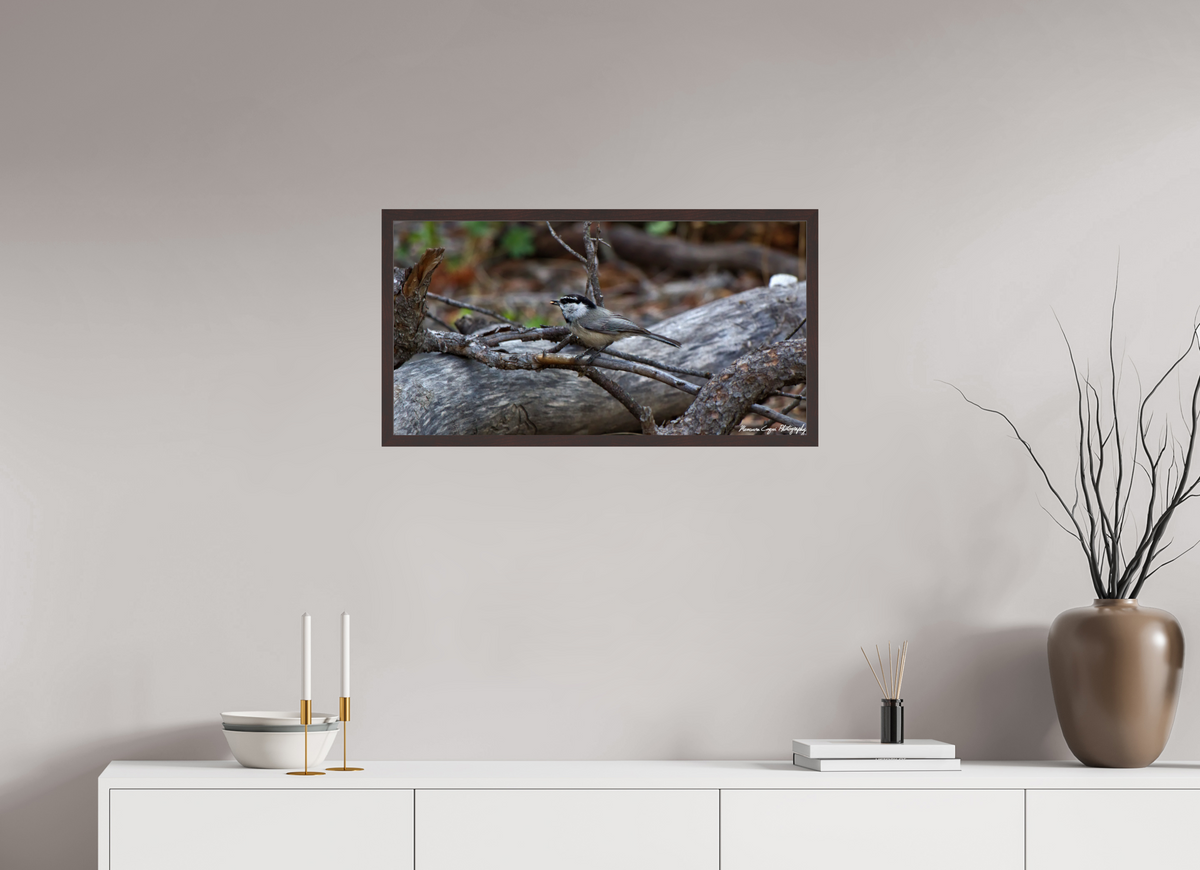 30.2 x 16″, Glossy Acrylic Glass in Hamburg Frame (Alder Brown) Mountain Chickadee near Gem Lake