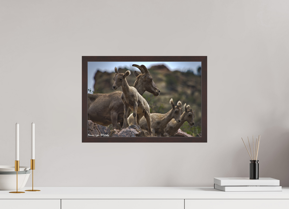 17.8 x 12″, Matte Acrylic Glass in Hamburg Frame (Alder Brown) Bighorn Sheep Overlooking Waterton Canyon