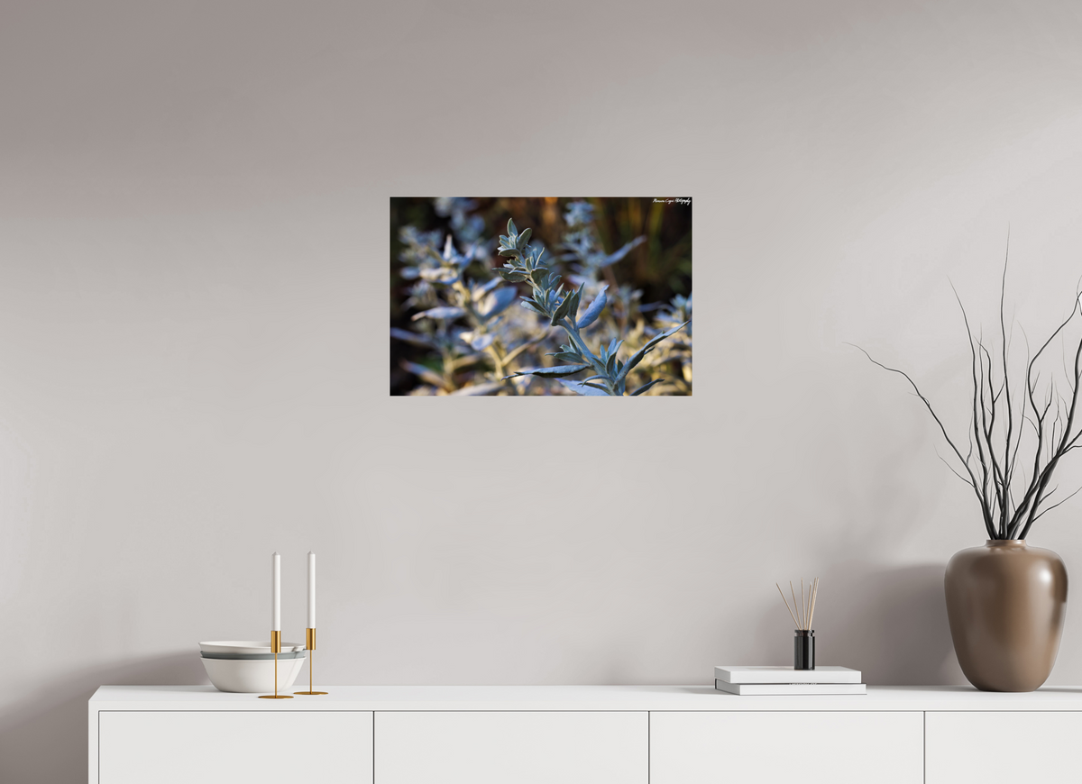 24.3 x 16″, ChromaLuxe HD Metal Print Silver Sagebrush in Deer Creek Canyon, Sunrise