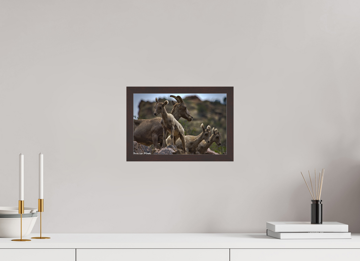 11.9 x 8″, Glossy Acrylic Glass in Hamburg Frame (Alder Brown) Bighorn Sheep Overlooking Waterton Canyon